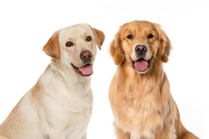 Golden Retriever and Labrador side by side