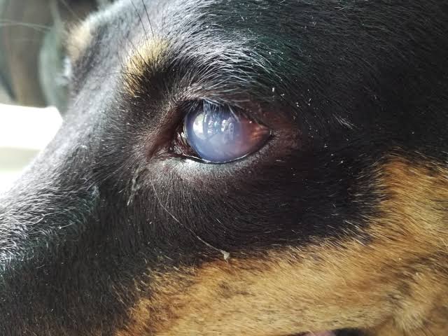 Senior dog eye showing nuclear sclerosis — bluish-grey lens haze indicating age 6+ years