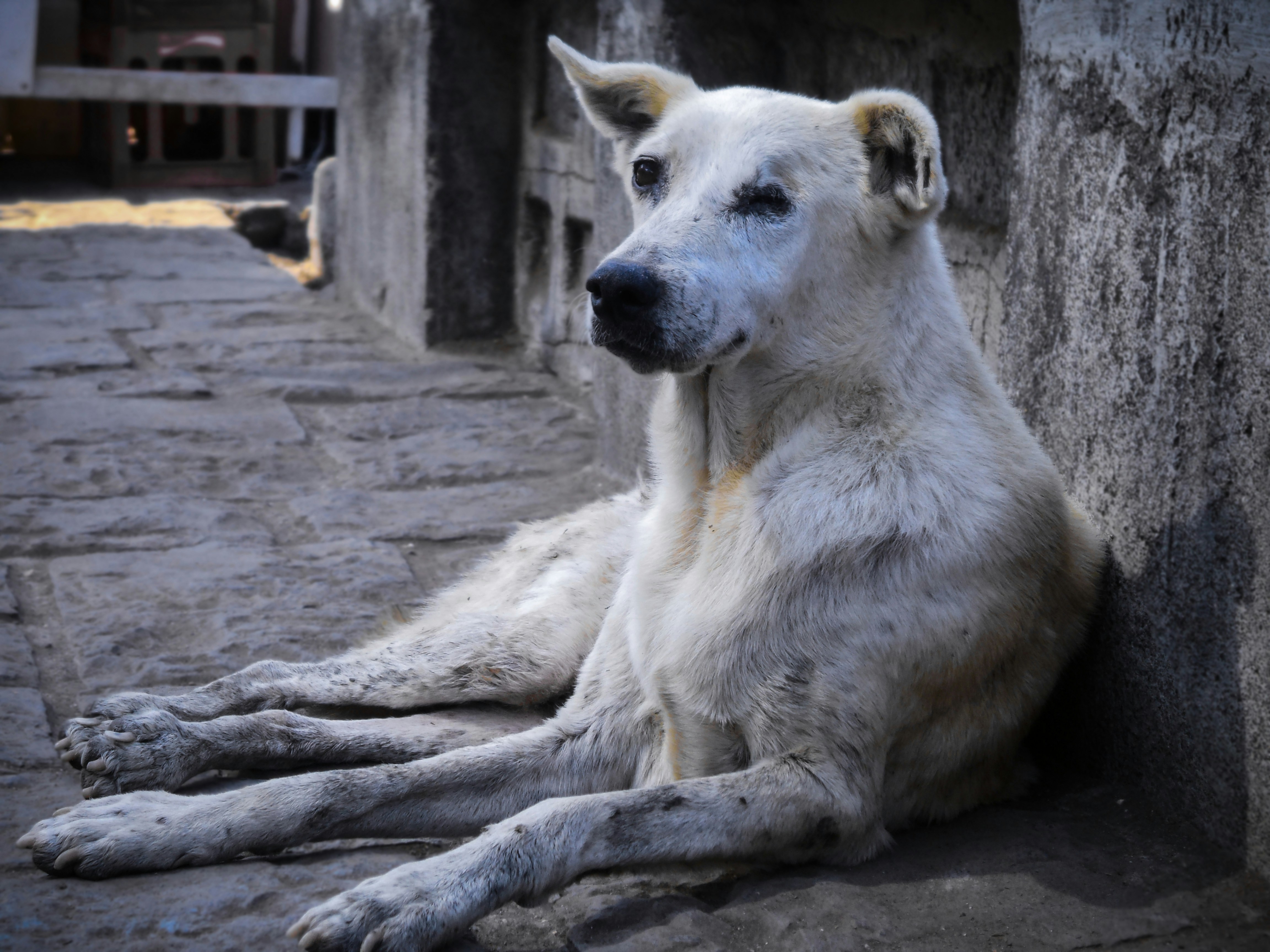 Senior dog with greying muzzle — a common first sign of aging in dogs