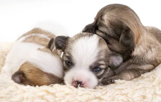 Newborn puppies with eyes sealed at 0–2 weeks old