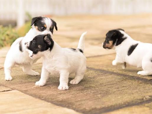 Puppies at 3–4 weeks with eyes just opening and beginning to walk