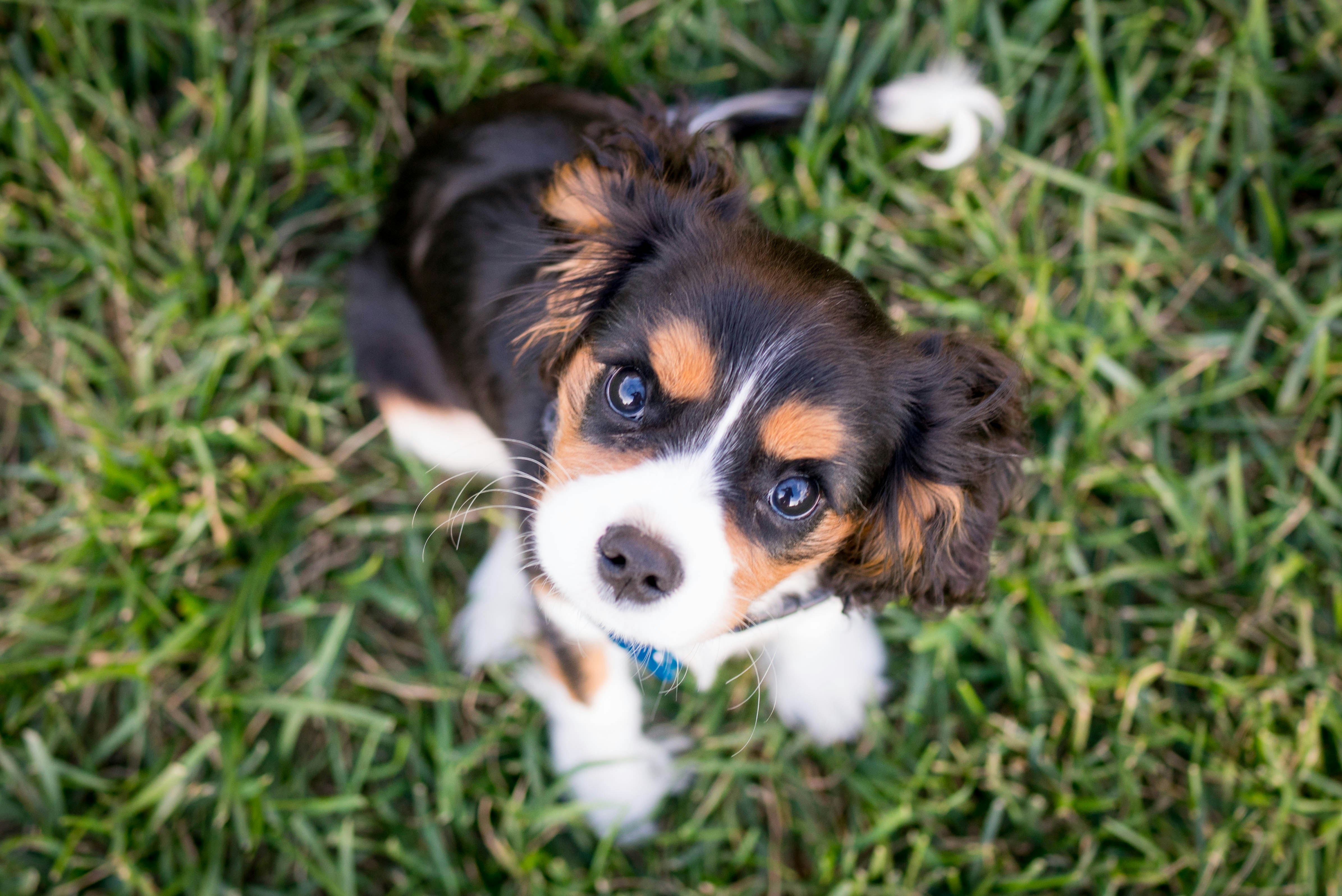 8-week-old puppy during the primary socialization window