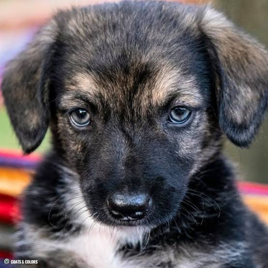Young dog eye — clear and bright, no lens haze